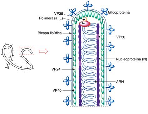 Figura 1.- Representación de un virión Ébola.