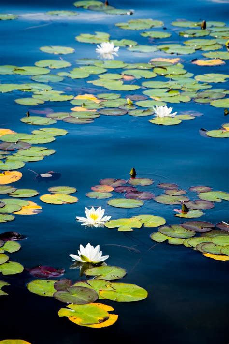 Lilies In The Lake Hd Photo By Blaz Erzetic Erzetichcom On