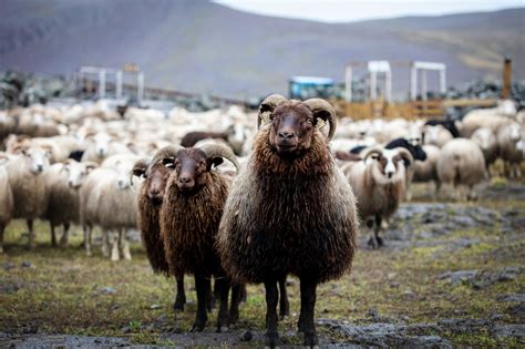 Where Sheep Lives Man Lives Icelandic Times