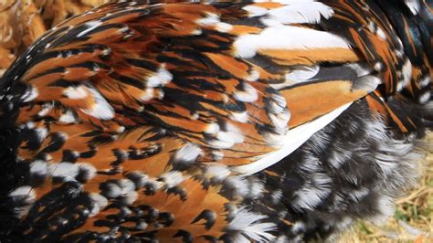 Natural Chicken Keeping Guide To Feather Anatomy And Coloration