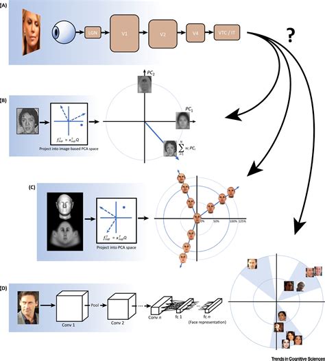 Face Space Representations In Deep Convolutional Neural Networks