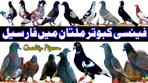 How To Buy Quality Pigeons Pigeon For Sale In Multan Fancy Pigeon