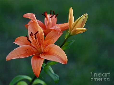 Summer Pleasures Orange Tiger Lily Photograph By Inspired Nature