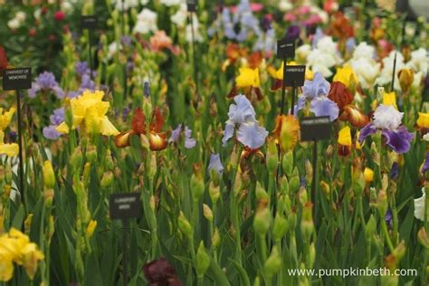 Rhs Chelsea Flower Show 2015 Pumpkin Beth