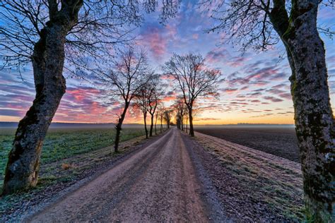 Free Dirt Road With Maple Trees In Winter Sunrise Stock Photo