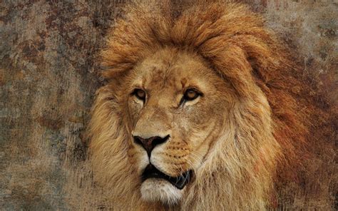Fonds Decran Lions Museau Animaux Télécharger Photo