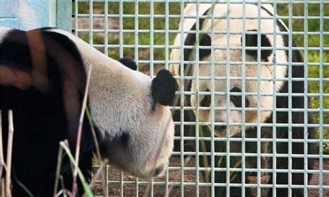 Edinburgh Zoo Pandas Ready To Mate World News The Guardian