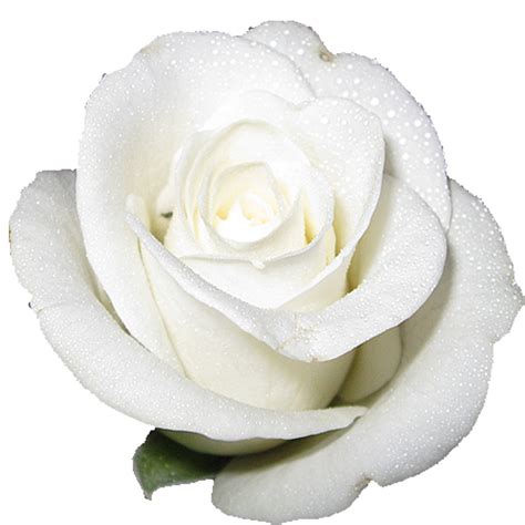 Cut Flower Roses White White Rose Png Download 15001500 Free