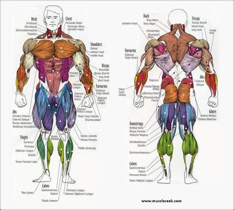 Muscles Anatomy Different Muscles Name Location Muscleseek