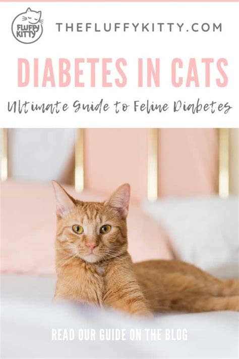 Diabetes In Cats Ultimate Guide To Feline Diabetes The Fluffy Kitty