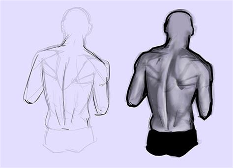 Back Muscles Reference Drawing Female Muscle Anatomy Images Stock