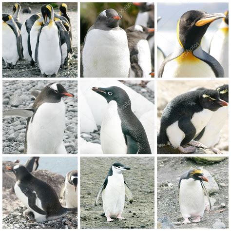 Lista 100 Foto Pelicula De Los Pinguinos Que Surfean Actualizar