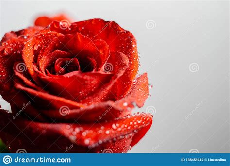 Beautiful Red Rose With Water Drops Macro Stock Photo Image Of Water