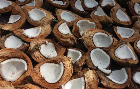 Nah berapa harga kelapa terbaru saat ini? Populer 27+ Harga Kayu Kelapa 2019