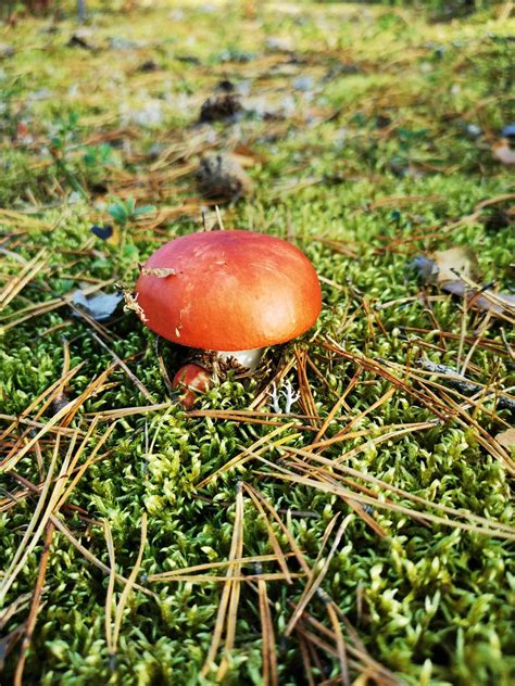Mushroom With A Red Cap In The Moss 5666429 Stock Photo At Vecteezy