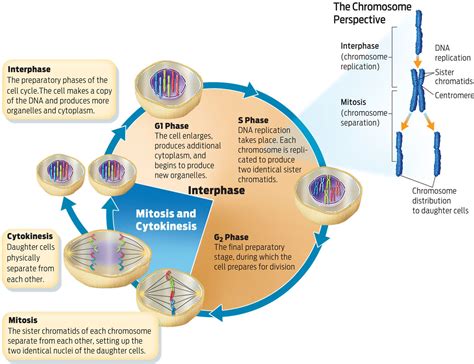 Infographic 92 The Cell Cycle How Cells Reproduce