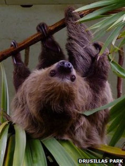 Same Sex Sloths Dash Drusillas Breeding Plan Bbc News