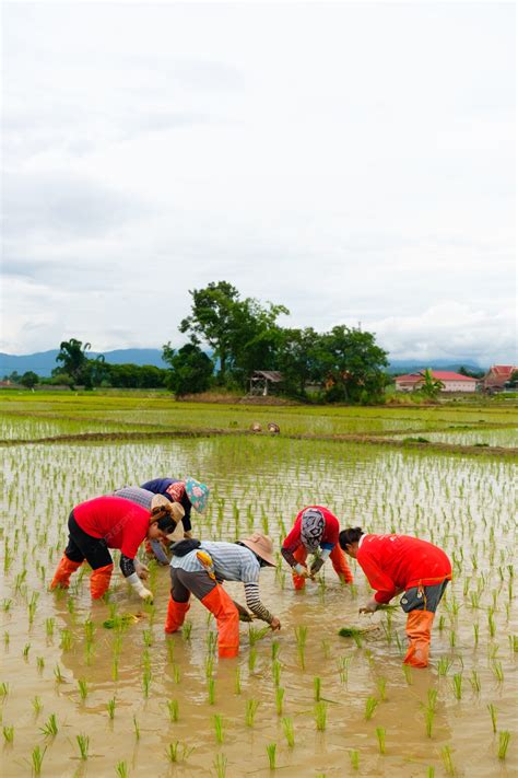 Premium Photo Farmers Are Planting Rice In The Farm Farmers Bend To