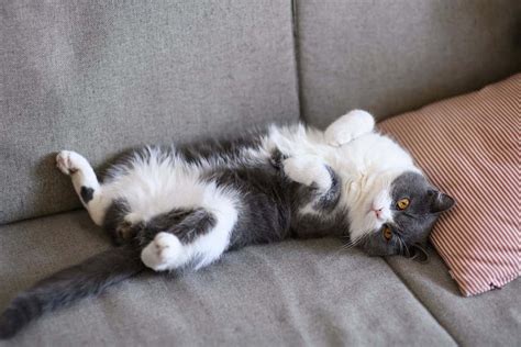 Why Cats Show Their Belly Is It Normal Behavior