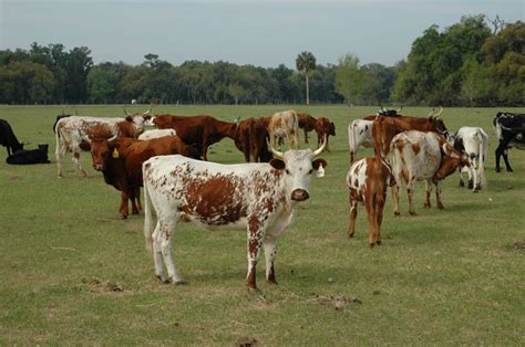 ปักพินในบอร์ด Cattle