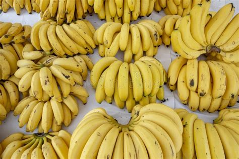 Banana Bunches Stock Image Image Of Agribusiness Growing 240651623