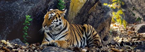 Tigers Endangered Species Facts Info And More Wwf Ca