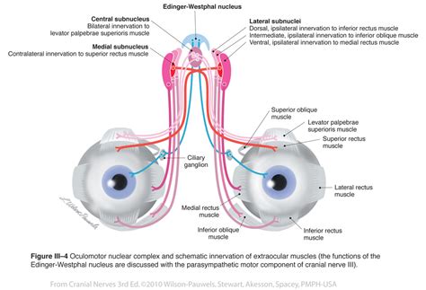 Which Cranial Nerves Innervate The Extraocular Muscles Slidedocnow