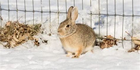 Do Rabbits Hibernate In Winter How To Prepare For It Hutch And Cage