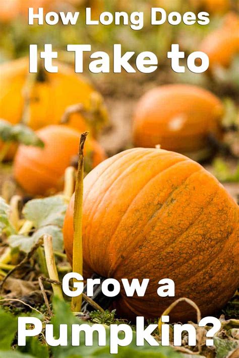What does parsley add to dishes when cooking? How Long Does It Take to Grow a Pumpkin?