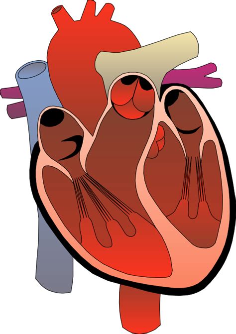 Human Heart Drawing Free Image Download
