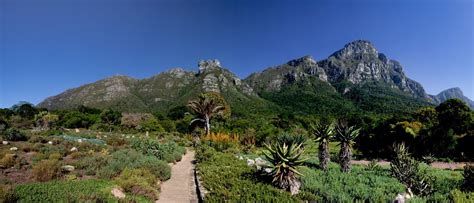 Kirstenbosch Botanical Gardens In Cape Town City Pass Cape Town