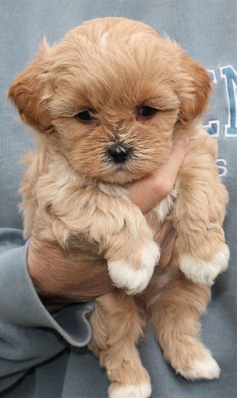 Shihpoo Puppy Cutest Paws Ever So Darn Cute Animals