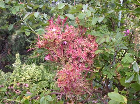 Rose Rosette The “witches Broom Of Rose” Discover Share