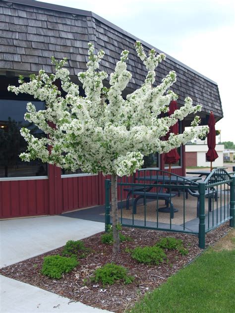 Firebird Flowering Crabapple Knechts Nurseries And Landscaping