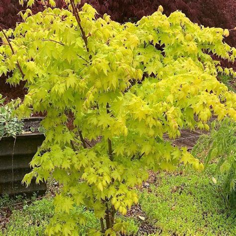 Japanese Tree Japanese Maple Golden Tree Golden Leaves Trees Online Acer Palmatum Maple