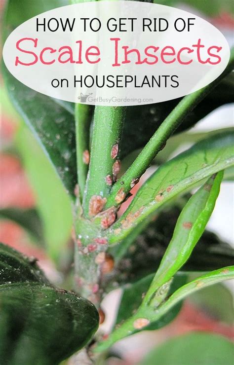 How To Get Rid Of Scale Insects On Houseplants For Good Scale