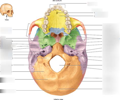 Temporal Bone Diagram Quizlet