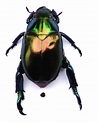 Scarab Beetle ( Repsimus manicatus ) Family, Scarabaeidae. | SPORTSMANS ...
