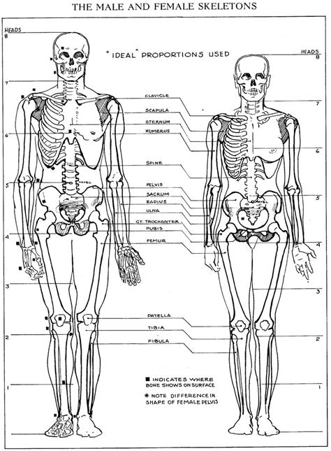 Check spelling or type a new query. Pin on HUMAN ANATOMY (refs & tutorials)