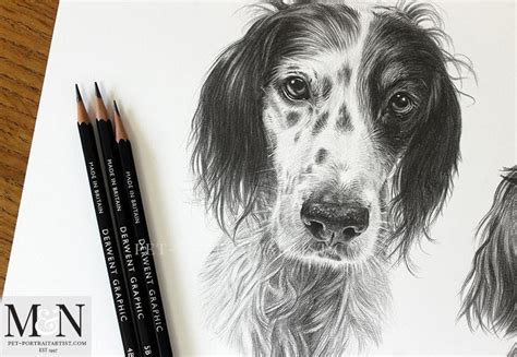 Pencil Drawing Of English Setters Violet And Gil Melanie