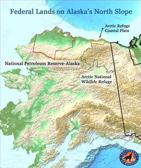 More Precious Arctic Wildlife Habitat Threatened By Energy Dominance
