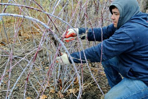 Pruning Berry Bushes At The Farm The Martha Stewart Blog