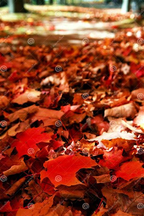 Fallen Autumn Leaves Stock Image Image Of October Leaves 3454315