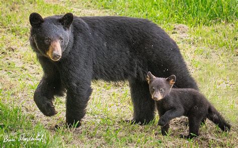 Momma Bear And Cub Bears Cub Animals Mother Baby Hd Wallpaper Pxfuel