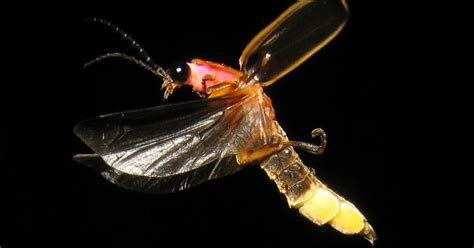 The Bugs Of Summer Fireflies Amnh