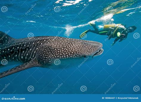 Whale Shark And Underwater Photographer Stock Image Image Of Blue