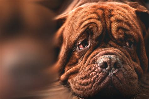 Can Dogs Cry Tears Of Joy A New Study Has A Surprising Answer