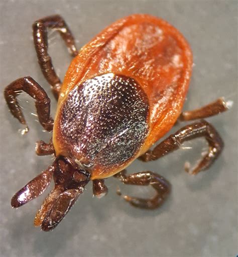Ticked Off Wvu Researchers Target Lyme Disease Vaccine With Aid Of 1