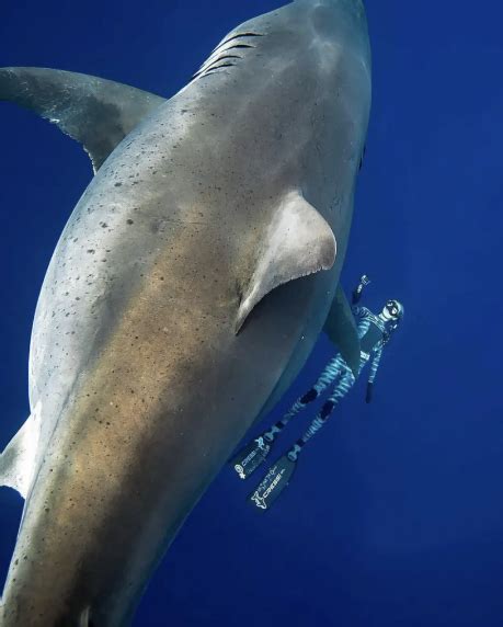 Diver Swims With Record Breaking Largest Great White Shark Off Hawaii