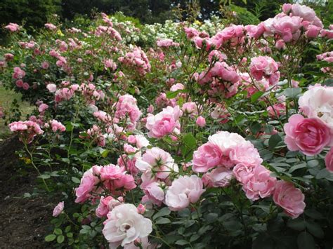 Bright Attractive Colorful Pink Royal Bonica Meidland Roses Rosa